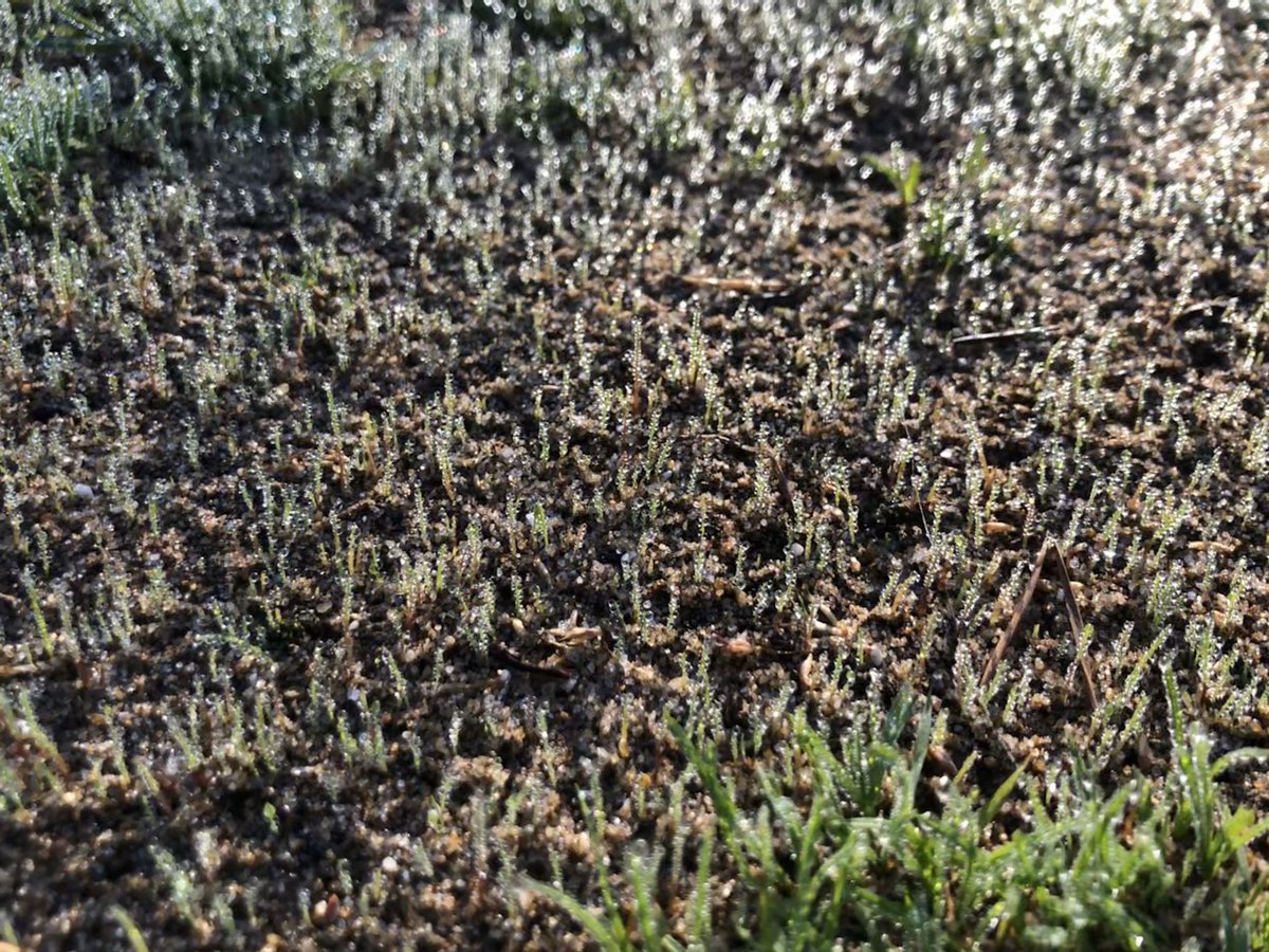 R2keith's tweet photo. Nice to see some often unnoticed fruits of the teams labor from a productive lockdown @FerndownGC https://t.co/JSE98egSc2