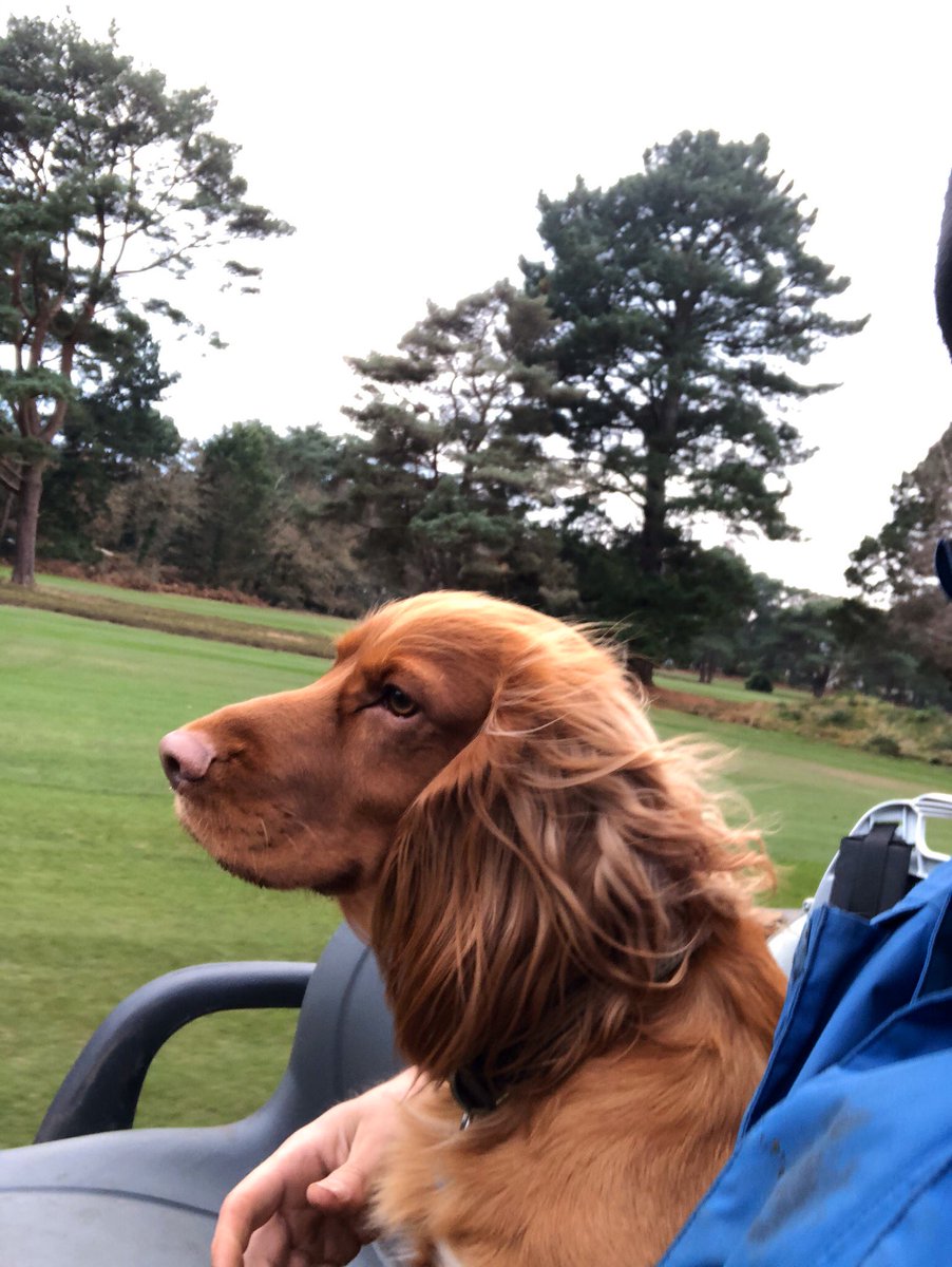 Rich Keith (@r2keith) on Twitter photo Nice to see some often unnoticed fruits of the teams labor from a productive lockdown <a href="/FerndownGC/">Ferndown Golf Club</a> Nice to see some often unnoticed fruits of the teams labor from a productive lockdown <a href="/FerndownGC/">Ferndown Golf Club</a>