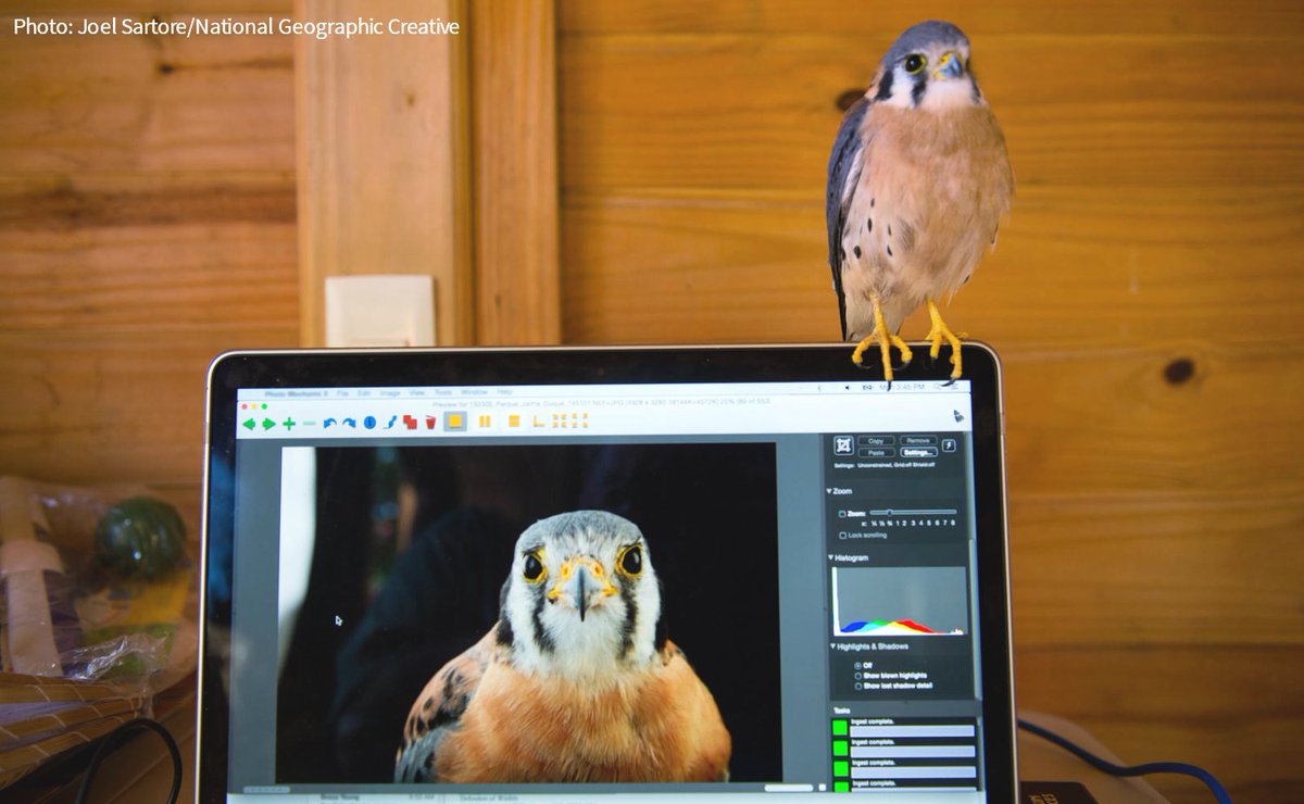 A bird sits on the top of an open laptop. On the screen of the laptop is an close-up image of the same bird. Photo: Joel Sartore/National Geographic Creative.
