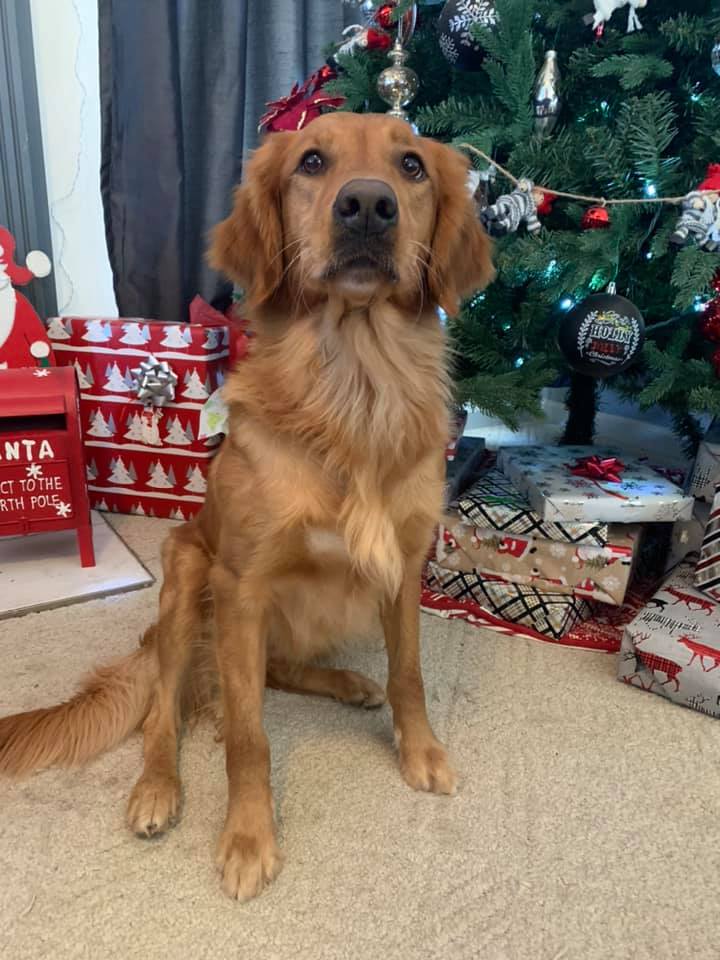 Nothing but nice, ready and waiting for Santa's visit. #happydogs #christmas2020 #mansbestfriend #dogsrule #nice

Photo courtesy of Jeannie Greenlee