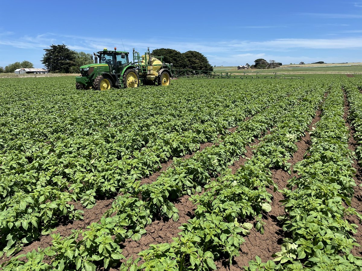 dan_potatoes's tweet image. Potatoes potatoes potatoes #verdi @fairbankseeds. First fungicide for the season