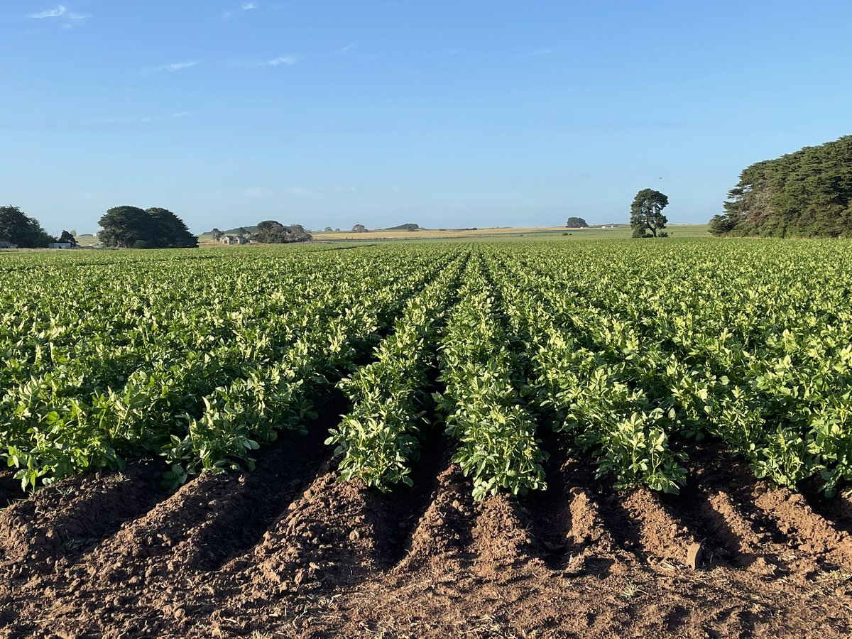 dan_potatoes's tweet image. Potatoes potatoes potatoes #verdi @fairbankseeds. First fungicide for the season