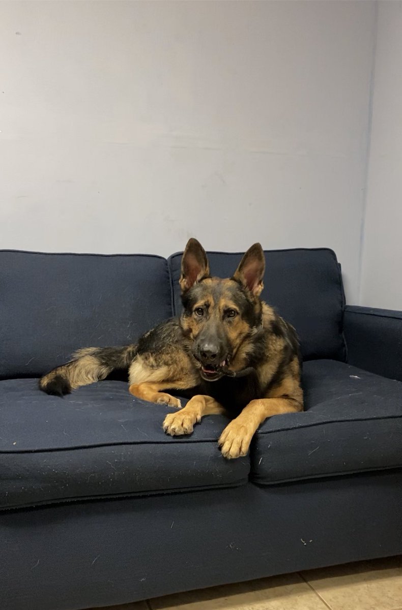 K9 Evo and Ofc. Smith tweet media