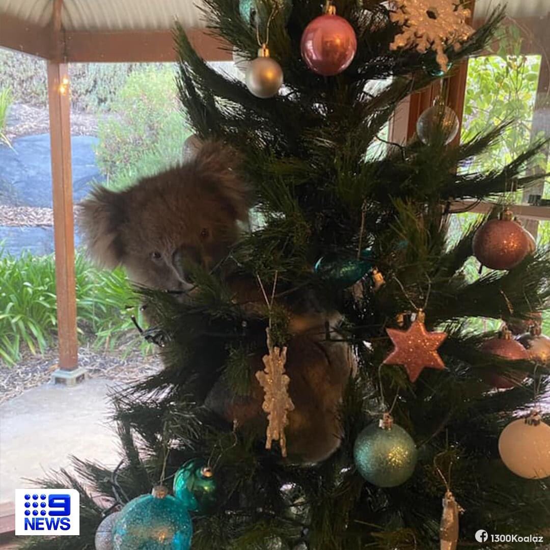Is this not the cutest thing you have seen all day 🐨💖#christmaskoala <a href="/sidewalkangels/">Sidewalk Angels</a> <a href="/ThisIsRobThomas/">Rob Thomas</a>