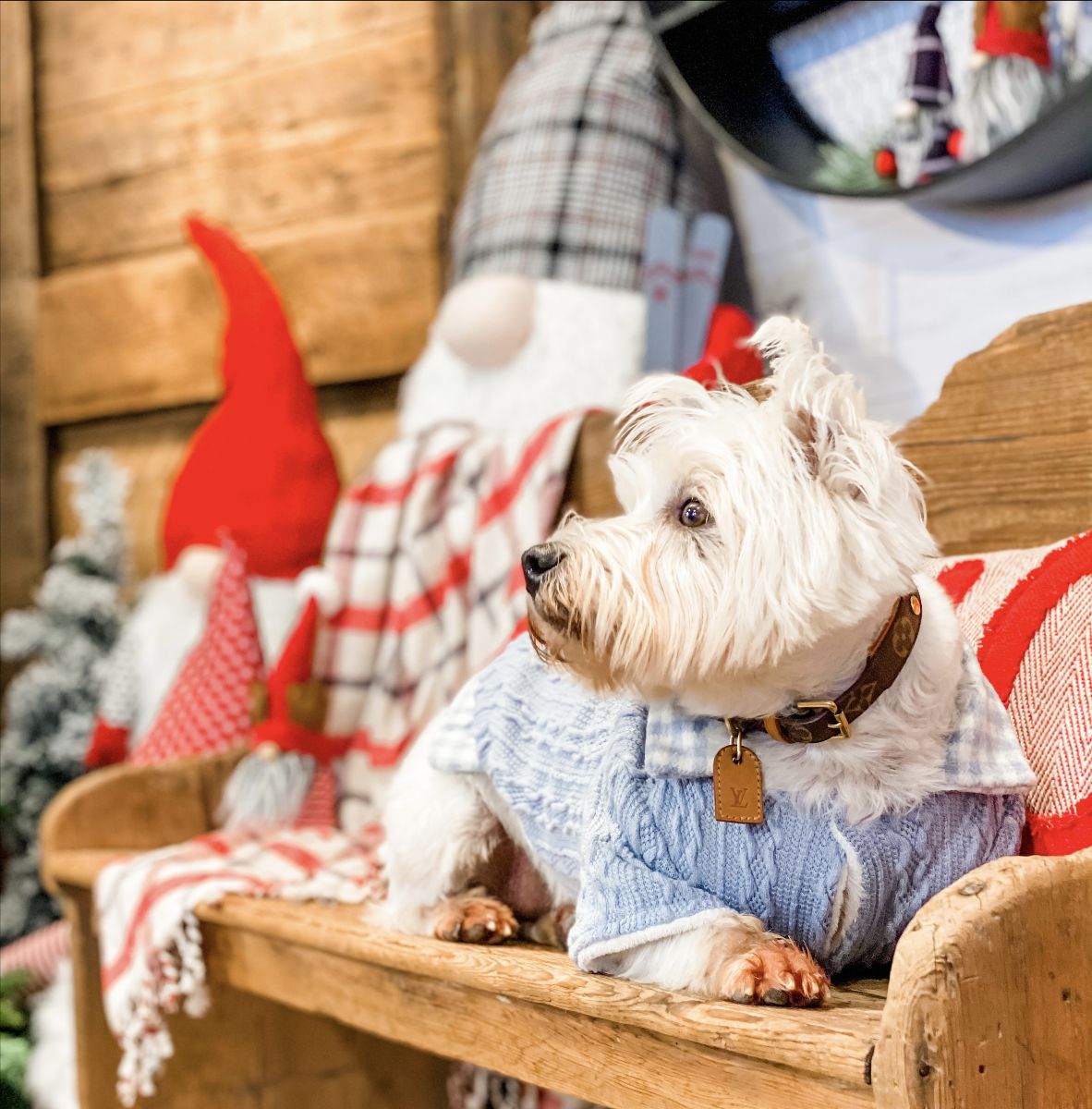 This Saturday - Pictures With Santa!! - mailchi.mp/wetnose/this-s…