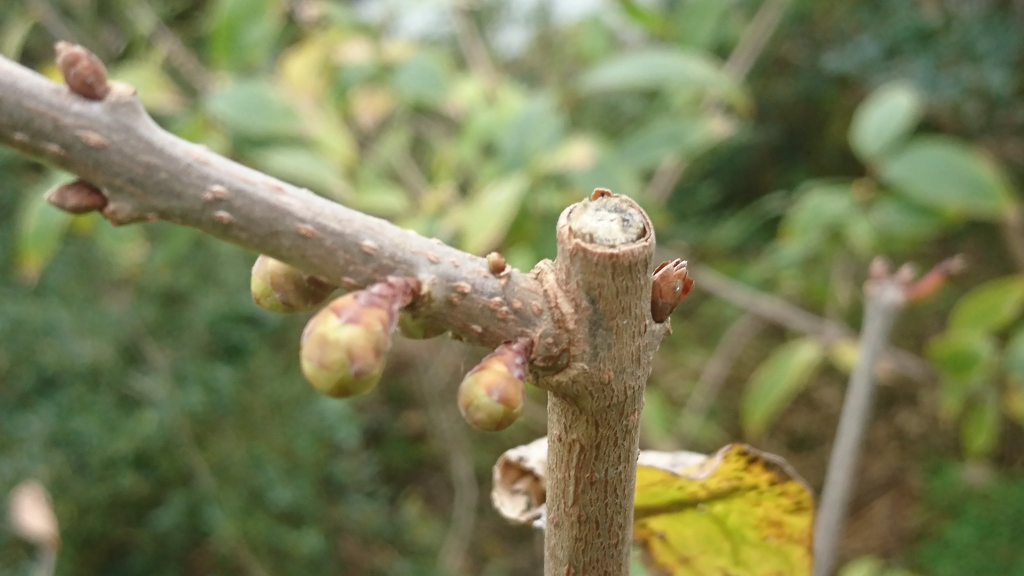 Hiro Rmgug8q5svihymk Twitter