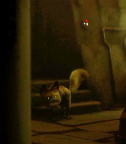 Hurtos's tweet photo. @KevinHearne I'm not sure if you're watching The Mandalorian but they have Loth Cats! https://t.co/DmdSfOy43l
