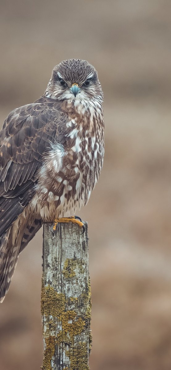@BirdPhotography tweet media