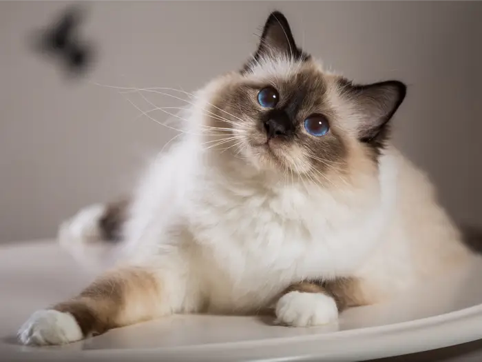 xBbirman cat