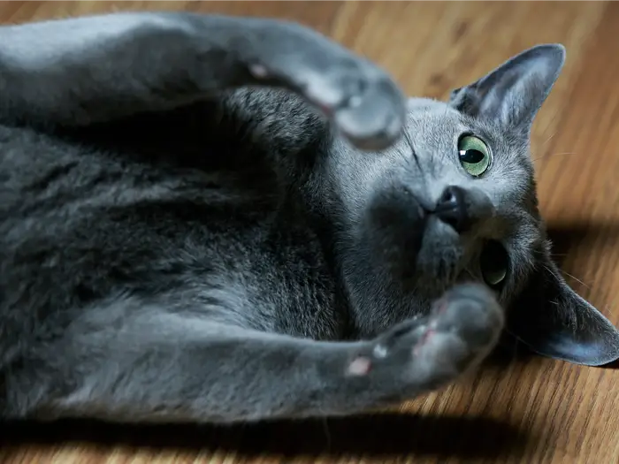 xisumarussian blue cat