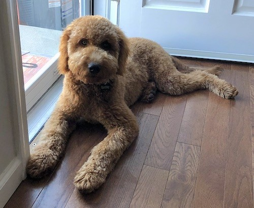 zedgoldendoodle