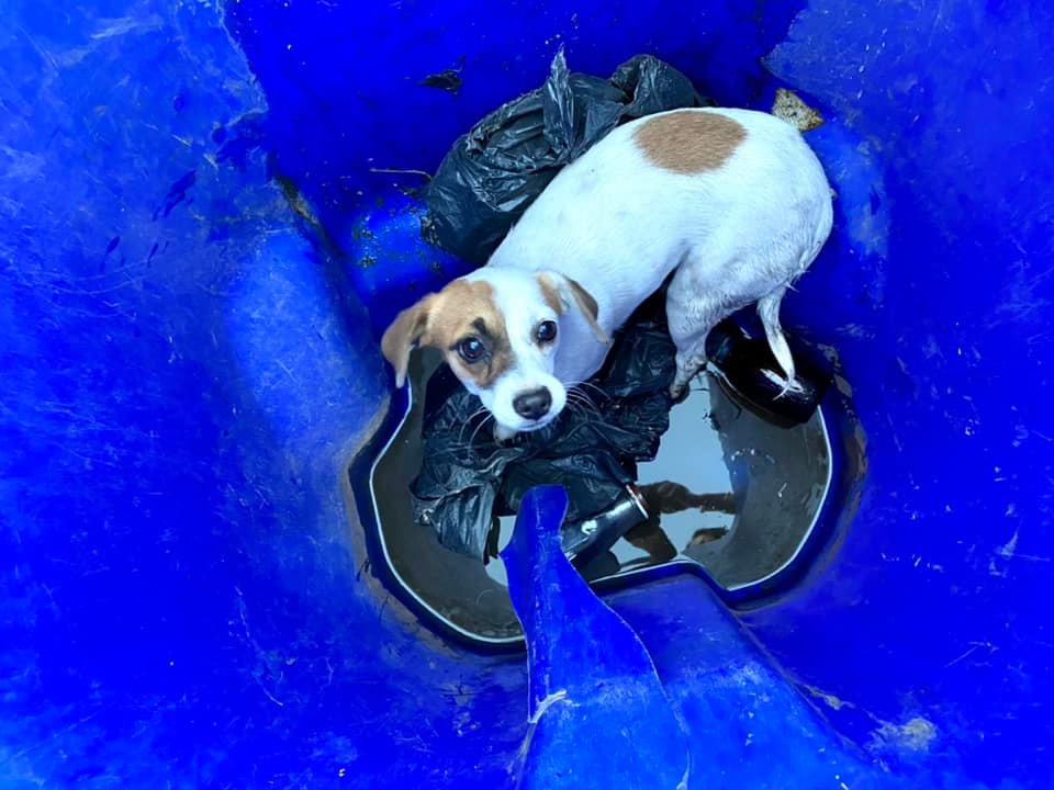CARL_dogs's tweet photo. On Monday,  Canine Adoption and Rescue League took in 9 dogs from a neglect situation in San Bernadino. A huge shout out and thank you to @daisyshopefoundation (and numerous volunteers from other rescue organizations) who coordinated the logistics of working with the owner, https://t.co/q5nHUfBntV