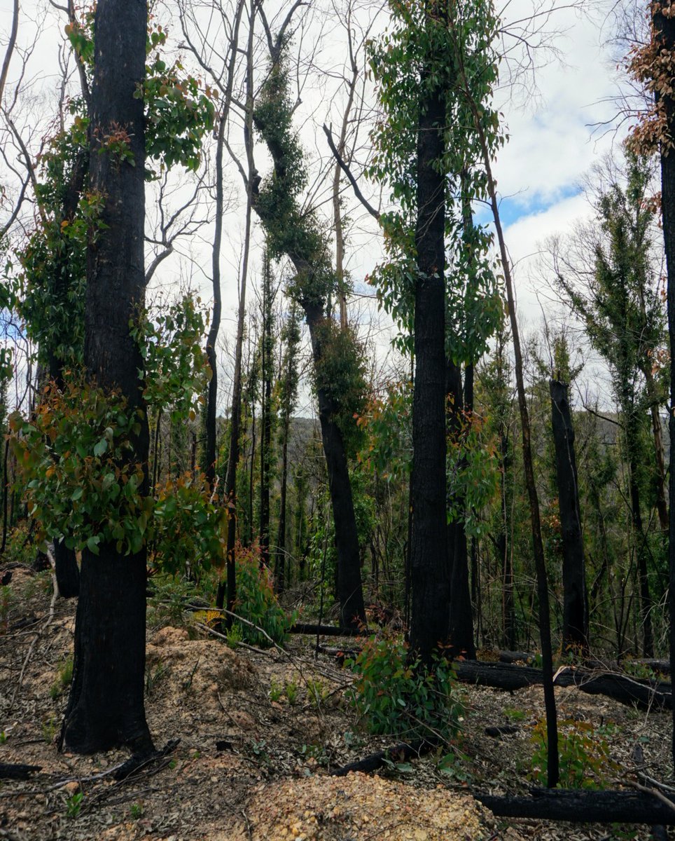 Today at  #ESAus20 we will hear about early impacts of the Black Summer firesI'll tweet the talks in a thread below   #fireecology