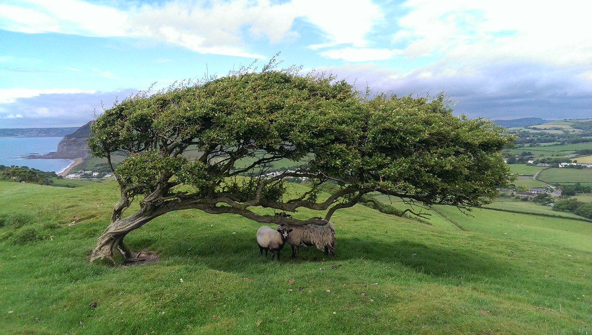 Wind-sculpted hawthorn (and effective sheep shade!) between Thorncombe Beacon and Seatown on the Jurassic Coast section of the SW Coast Path <a href="/swcoastpath/">South West Coast Path Association</a> #NationalTreeWeek