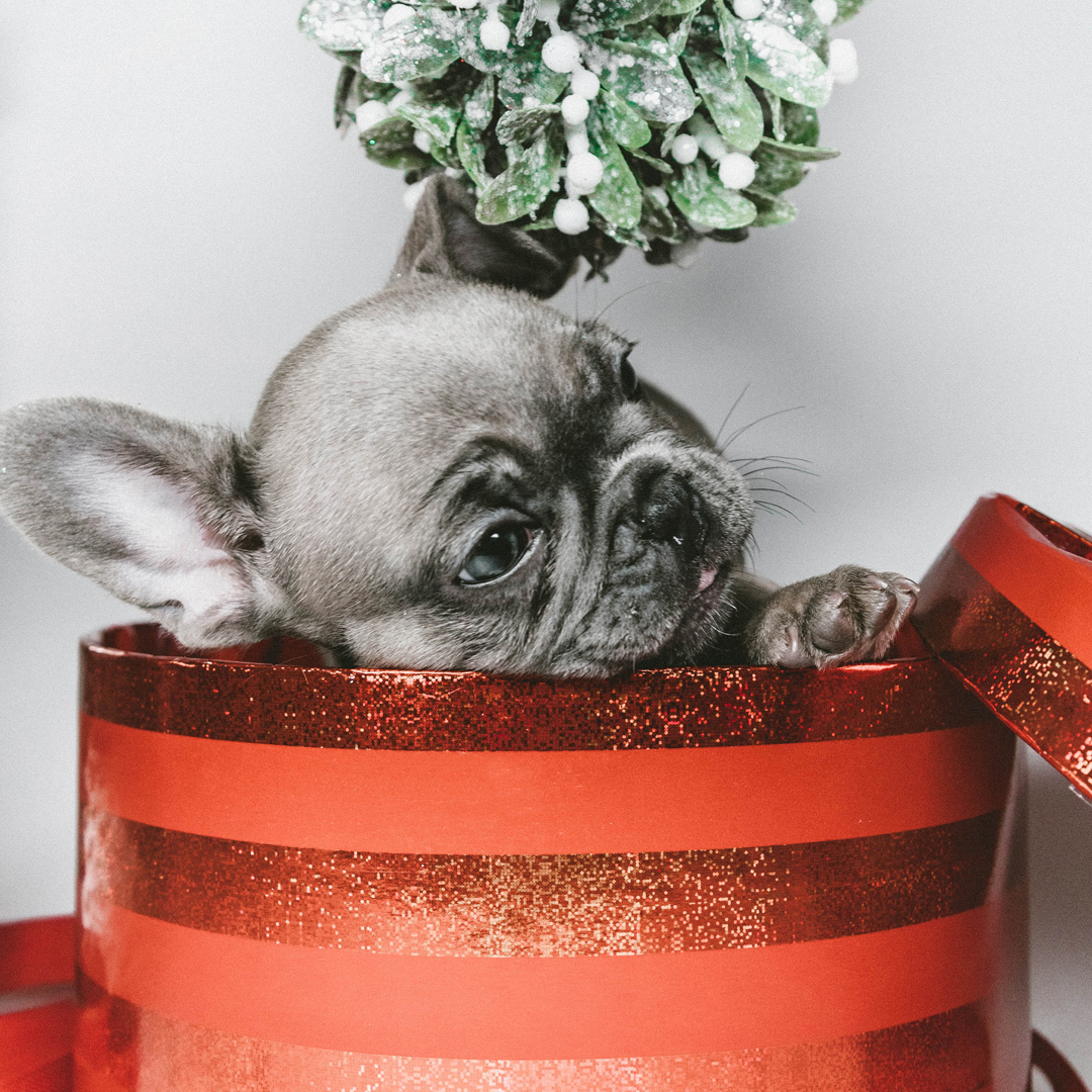 ChristmasIC's tweet photo. What would Christmas be without our furry friends? Show us your holiday-themed fur babies by tagging your social media photos #ChristmasIsntCanceled and @ChristmasIC  for our Christmas Isn’t Canceled contest themes!

Enter by 12/21/20 for a chance to WIN Christmas prizes! https://t.co/ekhxfISYdm