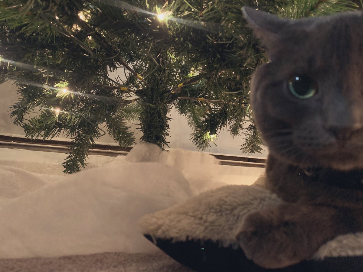 AlliCat1937's tweet photo. All I want is some nip https://t.co/Fz1yiFbnPy