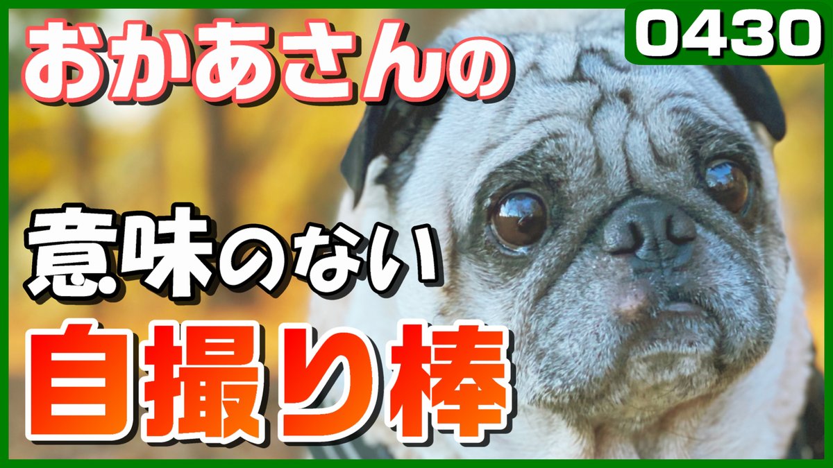 1000以上 パグ の 動画 Jpblogsaepic