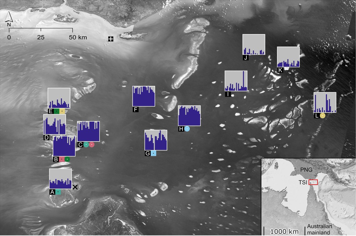 Tom L Schmidt What Can Population Genomics Tell Us About A Recent Invasion New Preprint Looking At The C 04 Ae Albopictus Invasion Of The Torres Strait Where Region Wide Coancestry