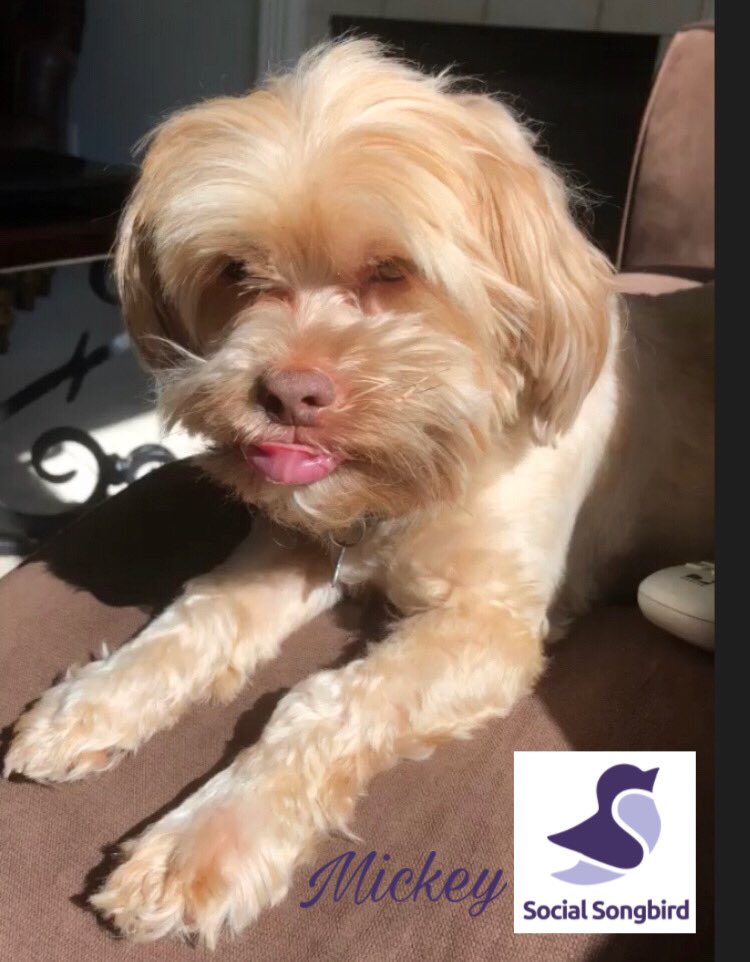 SocialSongbird_'s tweet photo. A little timeline cleanse from the pets of Social Songbird 💜 https://t.co/TPIWeI1Cz3