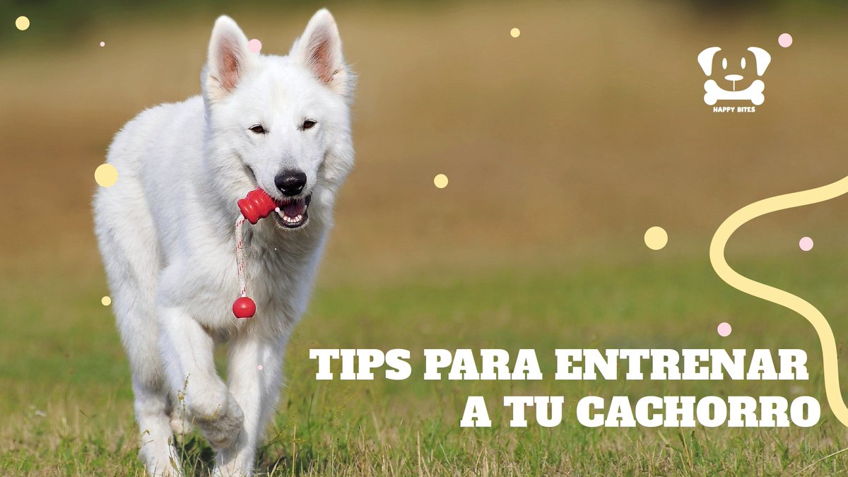 HappyBites4's tweet photo. ¡Este día te traemos tips para entrenar a tu cachorro!
en el siguiente hilo te contamos todo sobre ello. #Cachorros #Perros #Entrenamiento #Dogs #HappyBites #Petlovers #Animales https://t.co/Im8fuRSWAX