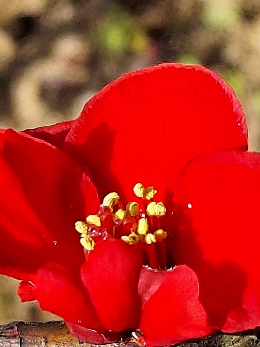 Chaenomelesspeciosa Chaenomelesspeciosa