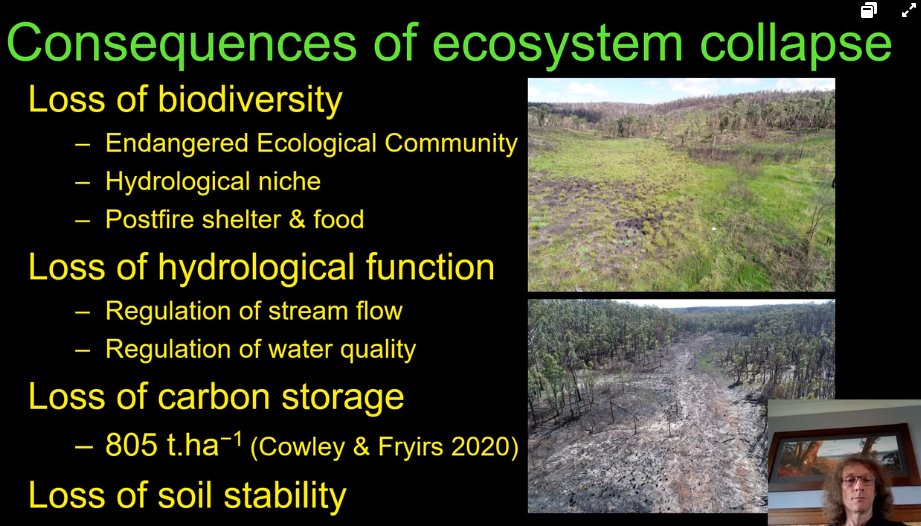 David Keith reports ecosystem COLLAPSE of peatland ecosystems in swamps subjected to long-wall mining. Unmined swamps are resilient to fire effectsThis highlights that we must manage our ecological threats to mitigate the impact of co-occurring threats #fireecology  #ESAus20