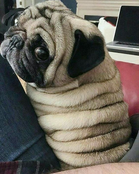 Wewpet's tweet photo. What are you looking at me?
😘😗🥦🥦🥦
#dog #dogstagram #cutedog #doglife #doggy #dogsofinstagram #dogofig #doglove #doglovers #doggo #dogoftheday #doglover #ilovemydog #dogs_of_instagram #dogs #petstagram #pets #dogsitting #dogmom #dogsofig #puppylove #dogmodel #dogphotography https://t.co/ADd0dZ2s65