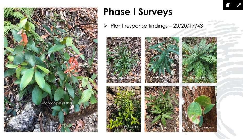 Paul Donatiu  @QldFBC spoke about the 2019-20 fire season the in Border RangesPreliminary surveys looked at post-fire regeneration of rainforest plants (they don't burn very often) +new record of the endangered Pink Underwing Moth: first for Lamington NP #fireecology  #ESAus20