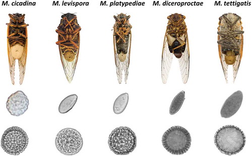 Macias et al. (2020) then employ molecular phylogenetic data and morphology to investigate whether Massospora—a genus of obligate, sexually transmitted pathogens of many cicada species—is monophyletic and to delimit species boundaries.  https://doi.org/10.1080/00275514.2020.1742033