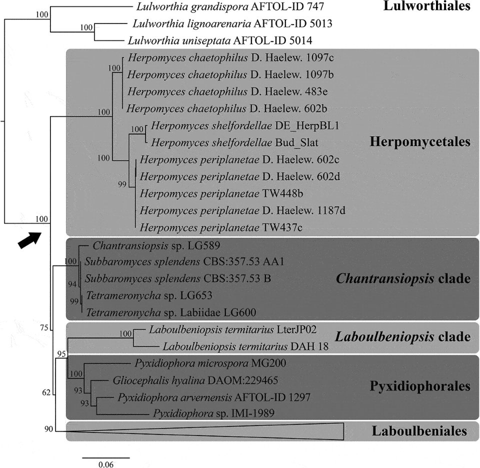 The issue starts with a contribution by Blackwell et al. (2020) who disentangle the taxonomic confusions that have long surrounded the arthropod-associated  #Laboulbeniomycetes.  https://doi.org/10.1080/00275514.2020.1718442