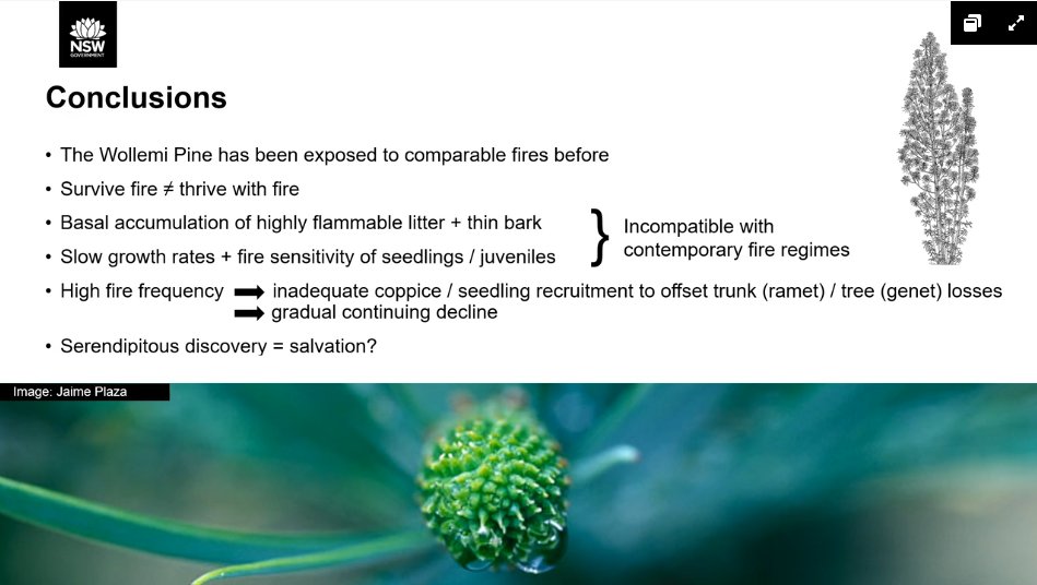 Berin MacKenzie reports on Wollemi Pines- they shed entire branches (not leaves)- basal charring 1-2m (+ significant wounds)- taller trees >10m survive as they have some unscorched canopy- prolific basal coppicing + seedlings! #fireecology  #ESAus20