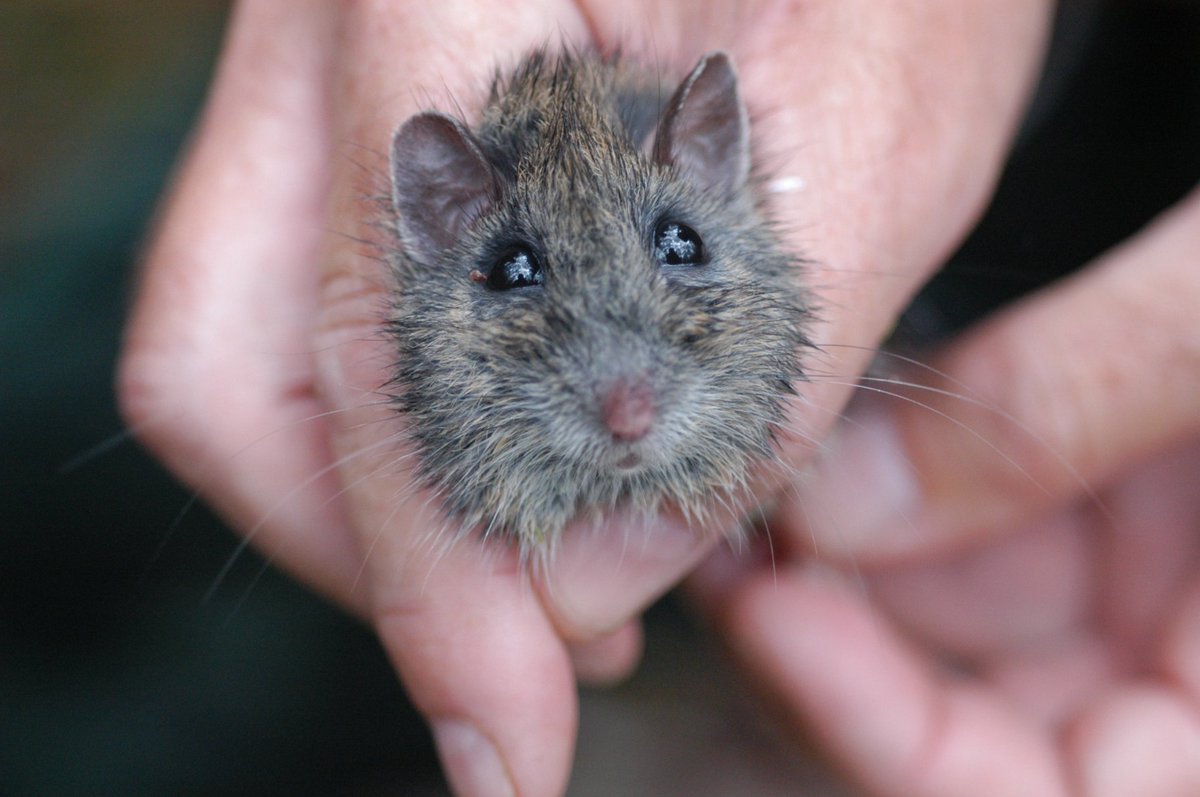 Elliott et al. (2020b) present new insights into the diet of the Australian-endemic Hastings River mouse and link its role as a disperser of ectomycorrhizal fungi to the health of ecosystems. Photo: Doug Beckers.  #mycophagy https://doi.org/10.1080/00275514.2020.1777383