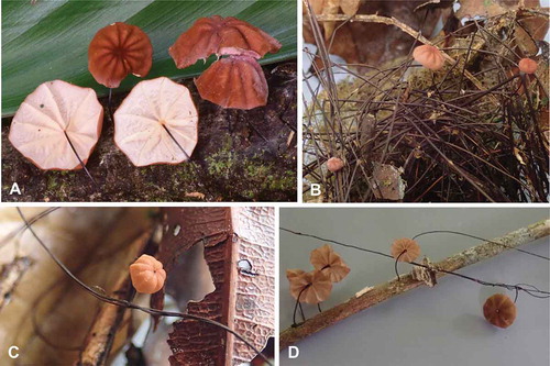 Using DNA barcoding, phylogenetic analyses, and morphology, Koch et al. (2020) investigate species richness and reveal two new taxa of  #rhizomorph-forming species of Marasmiineae that are used by birds in nest construction in the tropics. https://doi.org/10.1080/00275514.2020.1788892