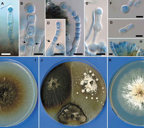 Mayers et al. (2020) characterize the mycangial fungal mutualists of members of the ambrosia beetle tribe Xyloterini (Curculionidae, Scolytinae) and describe a new genus and four new species. https://doi.org/10.1080/00275514.2020.1755209