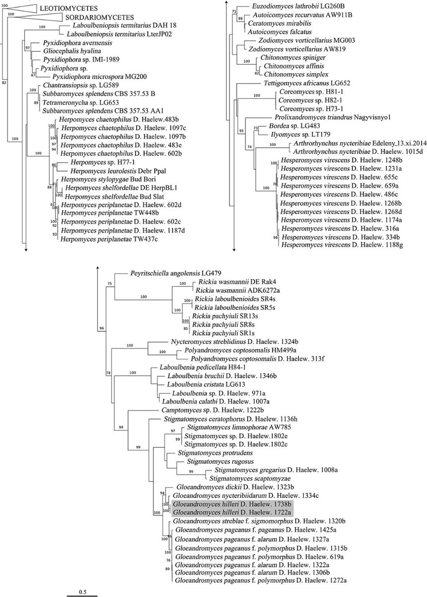 Liu et al. (2020) not only describe and illustrate a new species of  #Gloeandromyces (Laboulbeniales) from Mastoptera guimaraesi bat flies in Ecuador and Panama but also discuss the use of secondary barcodes in  #Laboulbeniomycetes taxonomy. https://doi.org/10.1080/00275514.2020.1781496