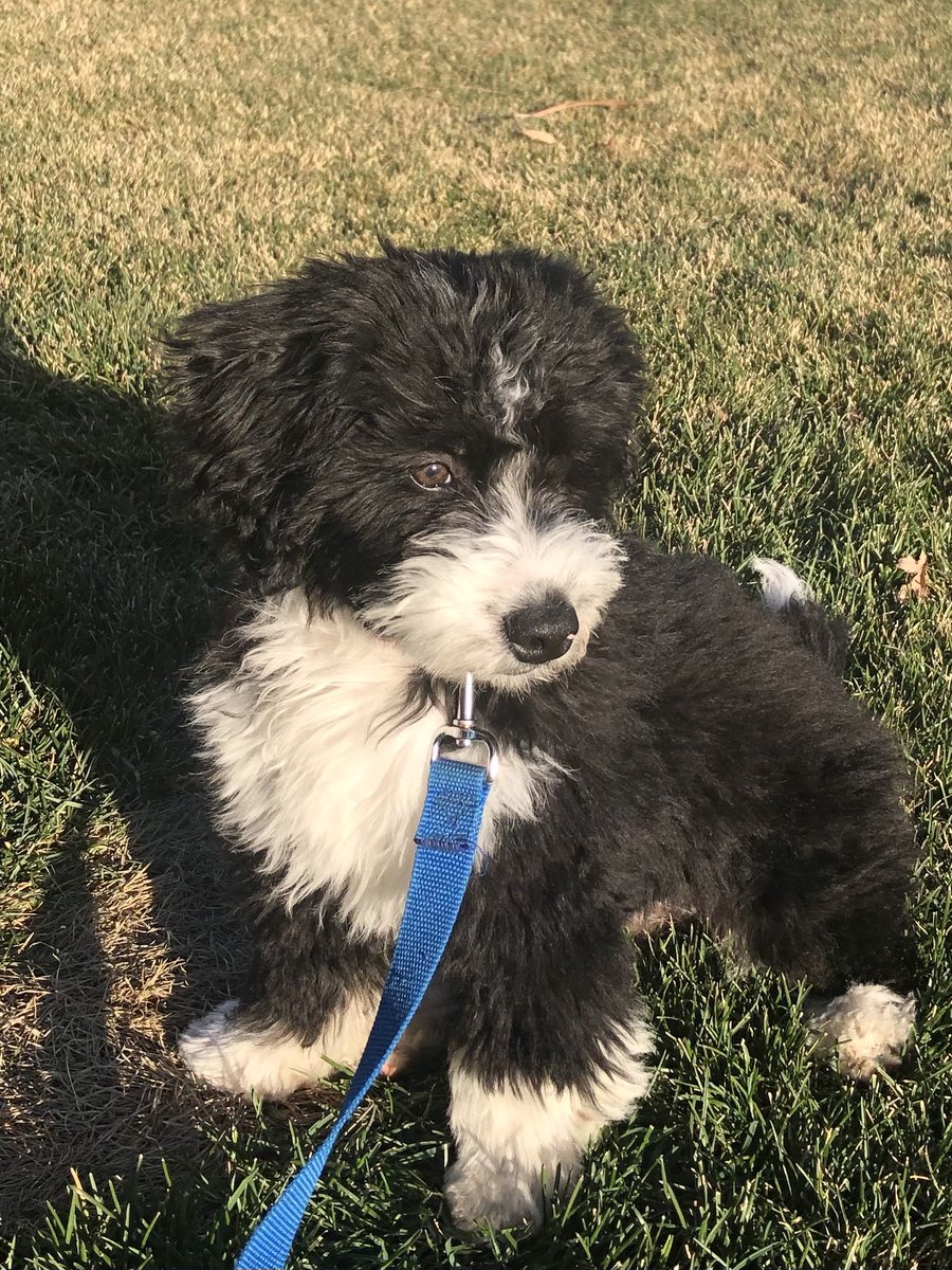 lunylysa's tweet photo. @blaireerskine Got a beautiful puppy! https://t.co/2d2QrJuS3F