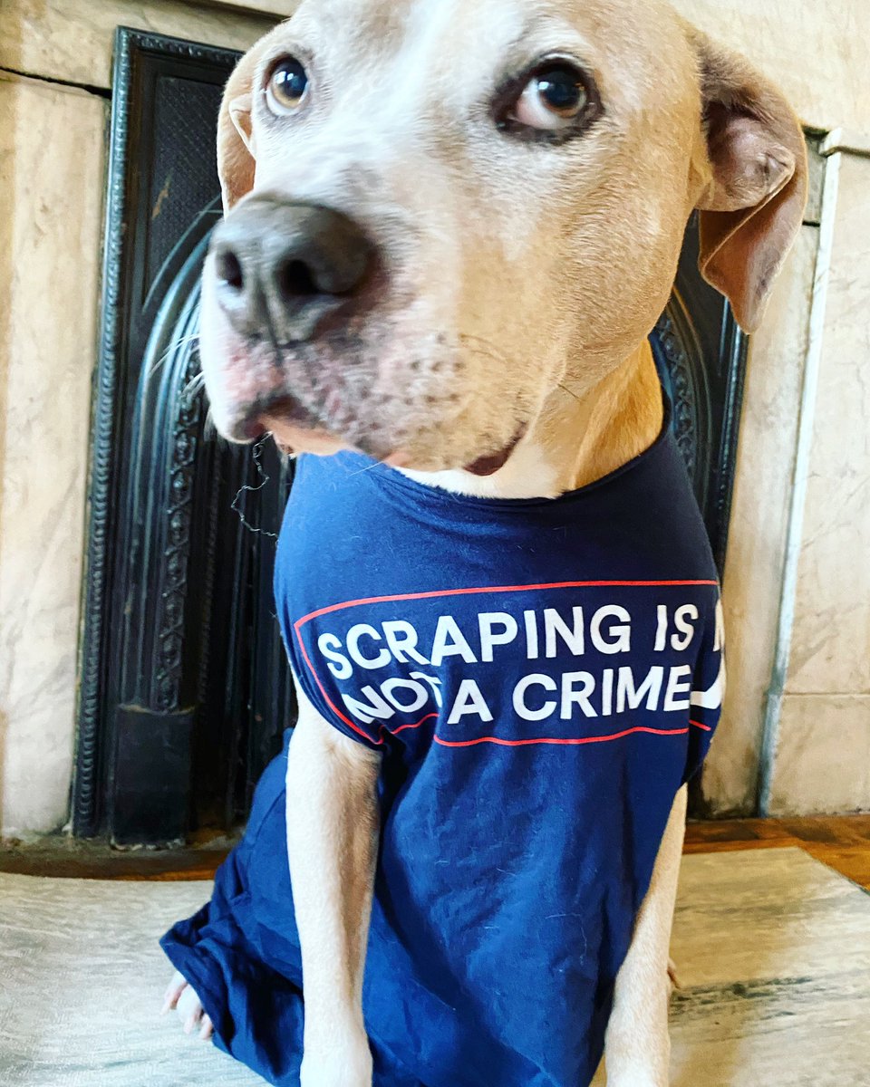 EVEN my dog is alarmed about the impending Supreme Court ruling on CFAA this week. She is proudly wearing  @themarkup shirt  #scrapingisnotacrime & talking all dogs to the cause  https://www.instagram.com/p/CIUJ2H3pNRP/?igshid=h03kmfioi3w1