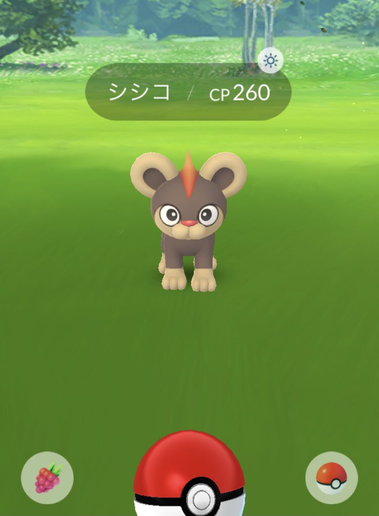シシコ シシコ
