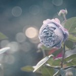 物憂げで美しい!薔薇 カインダ・ブルーを見て物思いに耽りたい…!