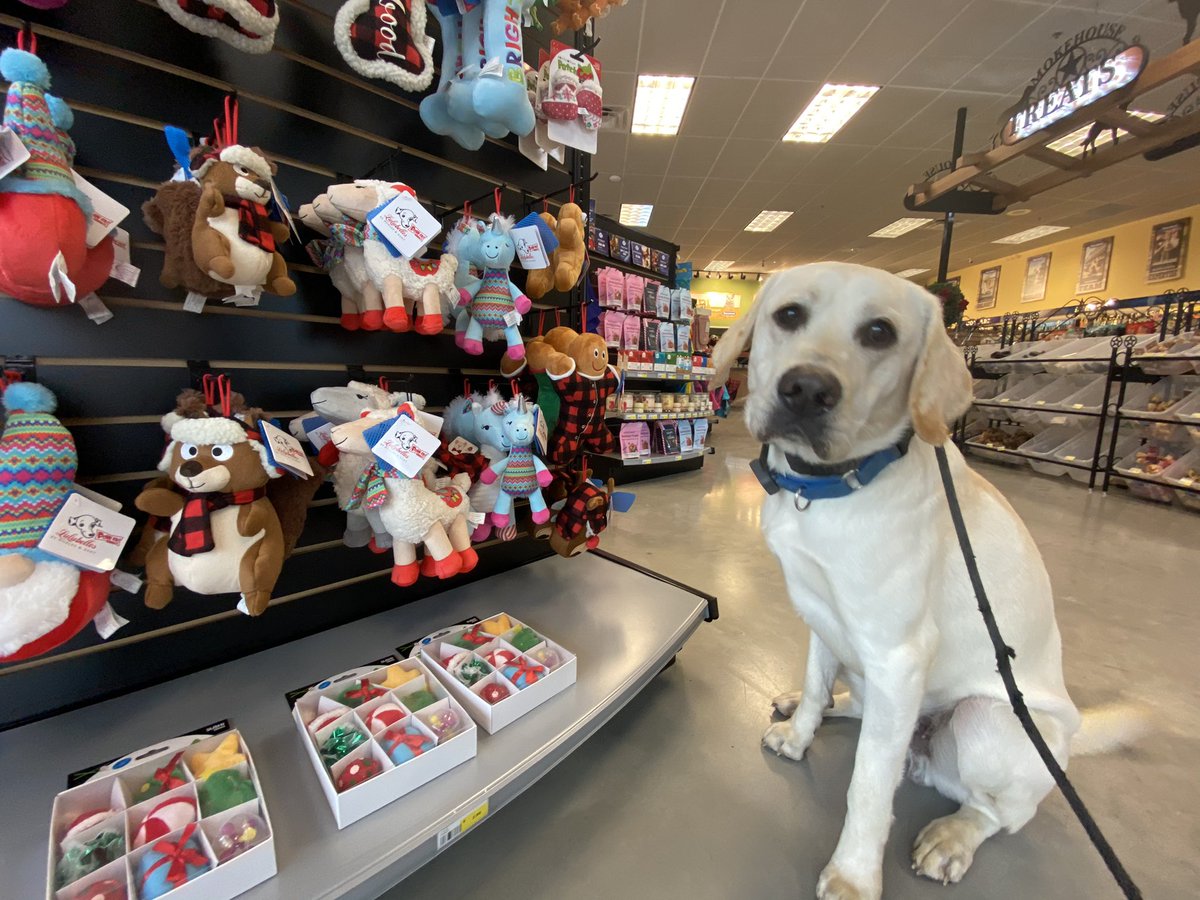 UnleashUnlim's tweet image. Cooper went on a field trip to @tomlinsonsfeed. He ran through all of his commands without any issue. He’s definitely on Santa’s good boy list. 🎅 🎄