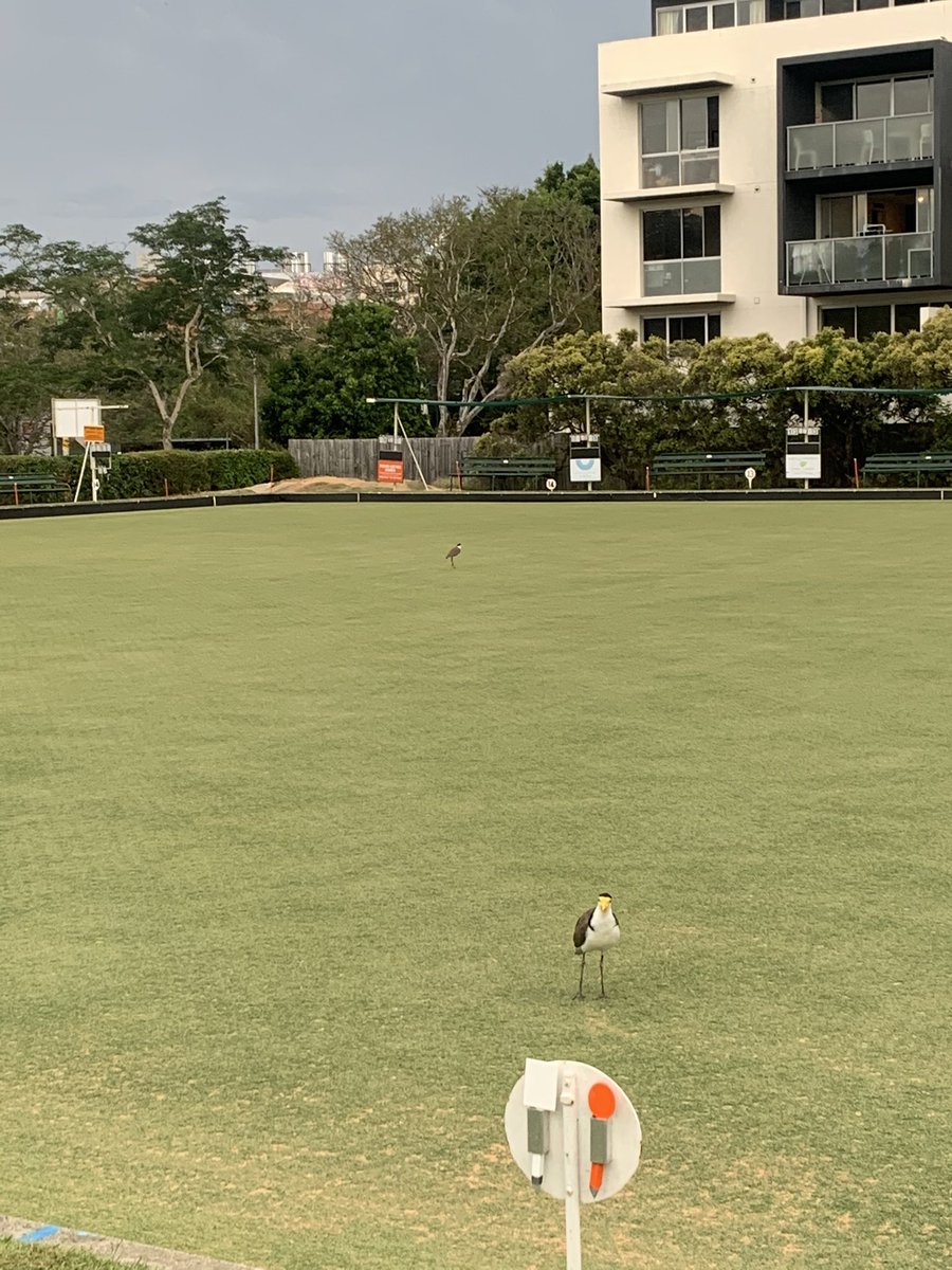 EhlanaGDavidson's tweet photo. Masked lapwings (Vanellus miles) on the bowling green facing the storm (and the UQ biol Xmas party) #urbanbird #ESAus20 #FindESAus20 https://t.co/VTistHn7nP