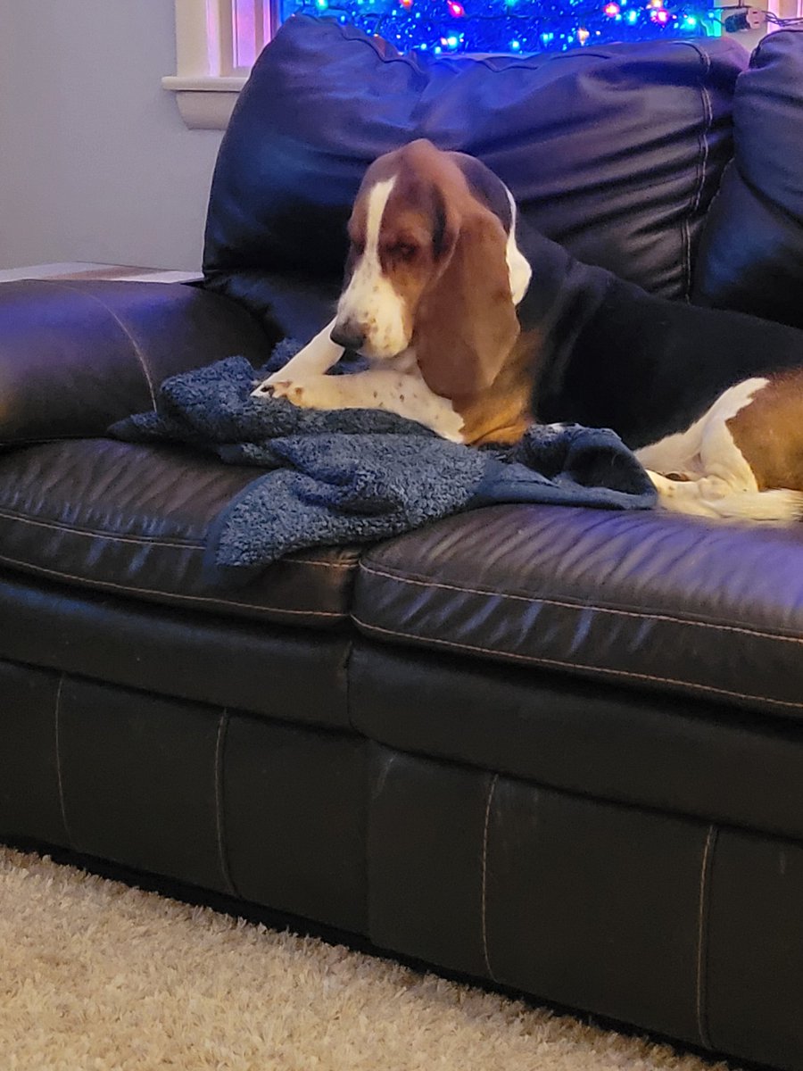 My blanket, my bone,  my couch. Life is good.
