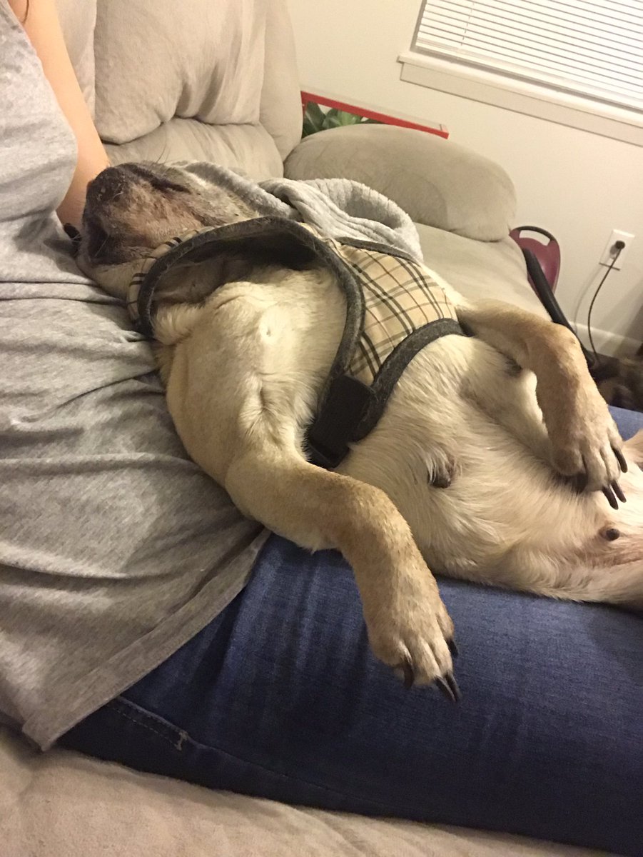 purelypugs's tweet photo. A2: It’s snuggle season! #pugchat https://t.co/85TmbPYj3b