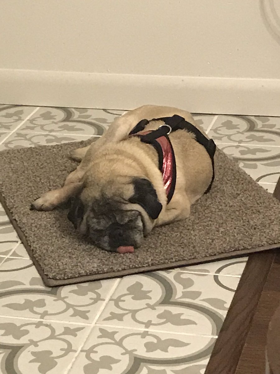 purelypugs's tweet photo. A3: No #pugchat https://t.co/lHK7azlFaT