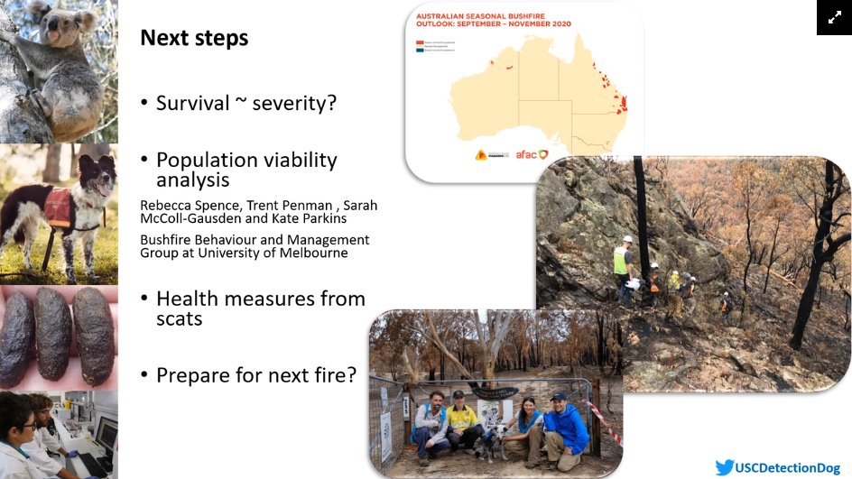 Romane Cristescu is using  @USCDetectionDog and thermal imagery UAVs to detect koalas in areas of SEQ & NENSW impacted by 2019-20 firesShe's looking at effects of fire severity, population viability analyses and measuring koala health through their scats #fireecology  #ESAus20
