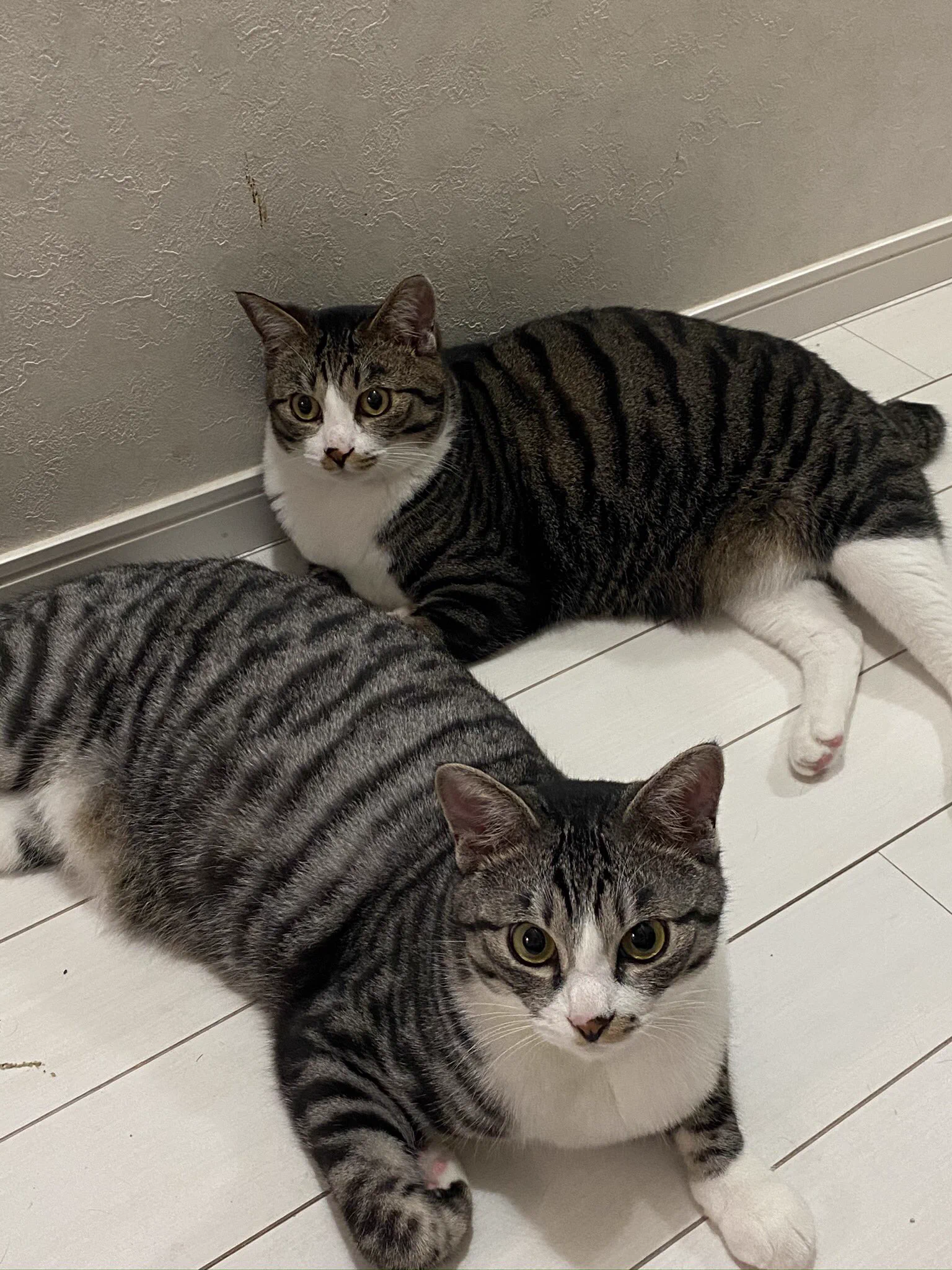 @nekomarusuisan7 なんか似てますねw 