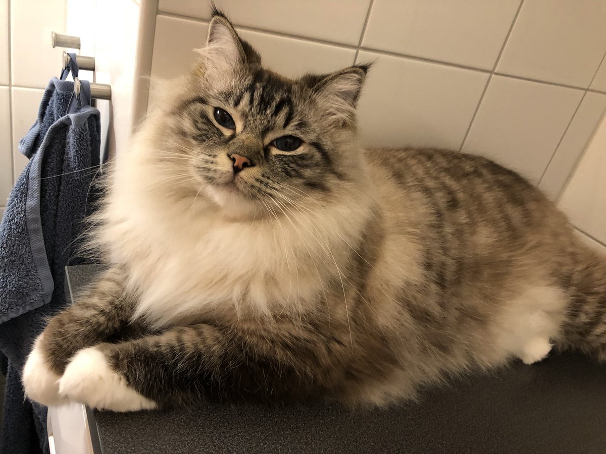 Legolisk's tweet photo. What. I need my beauty sleep

#CatsOfTwitter #RagdollCats #FloofClub https://t.co/YkECcFFW5O
