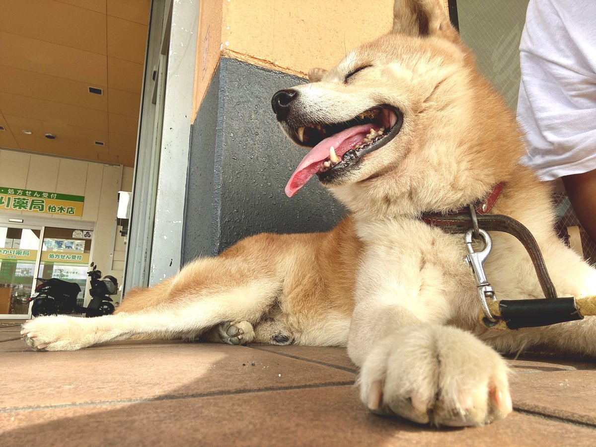 柴犬ナナとニケ Shiba Nana Nike Twitter 柴犬ナナとニケ Shiba Nana Nike Twitter