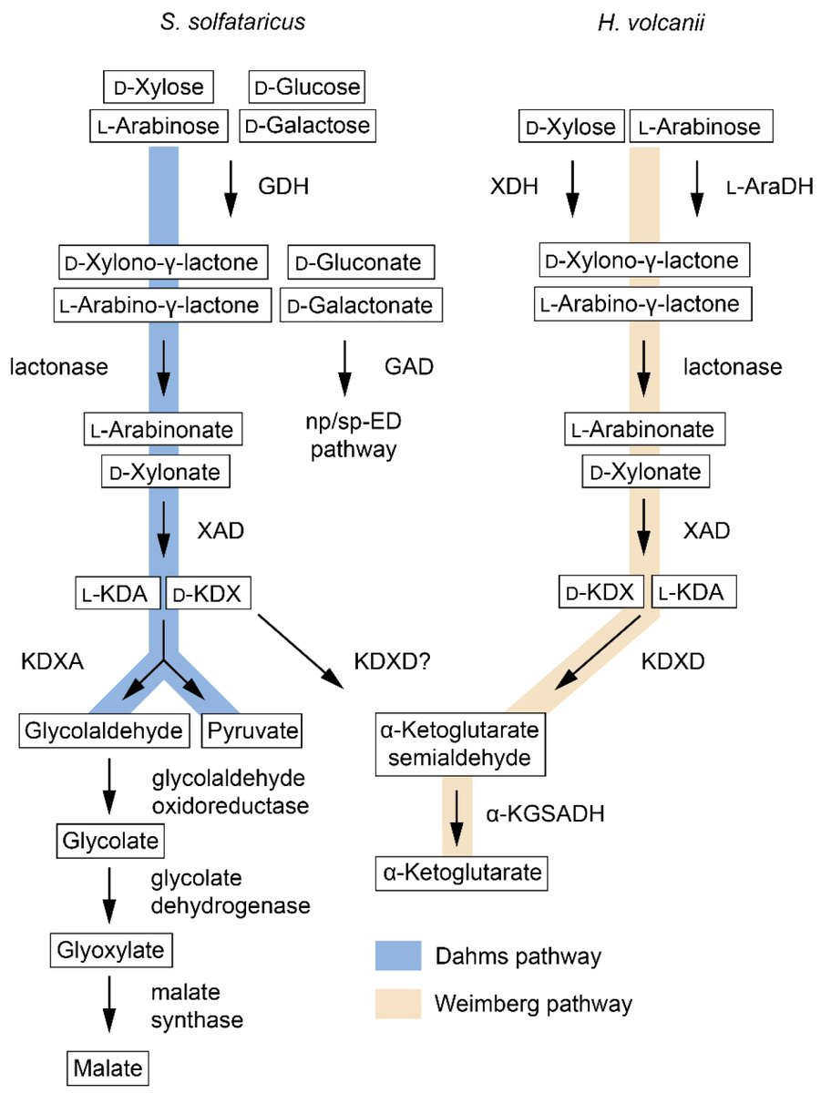 #FeaturePaper
Enzymology of #Alternative Carbohydrate Catabolic #Pathways

📝by Dominik Kopp, Peter L. Bergquist and Anwar Sunna.

👉mdpi.com/2073-4344/10/1… 
#carbonmetabolism
#dehydratases
#aldolases