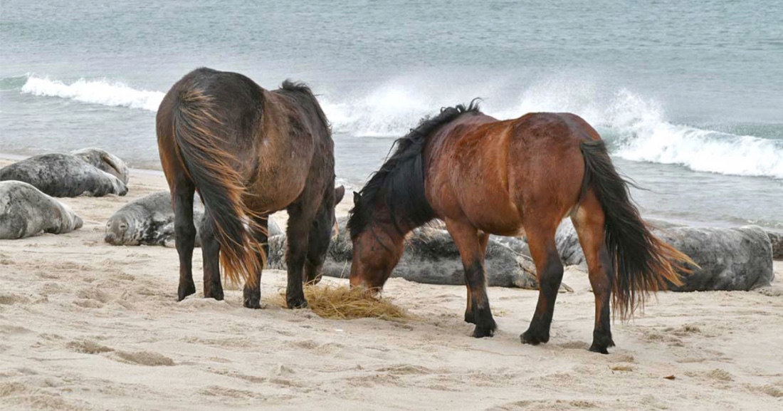 (⅔) .. from tumbling in the surf. Although the horses occasionally find seaweed on the beach, fragments of  #dunevegetation are more abundant. As dunes along the beach erode, some plant materials are carried into the sea by winds & waves, & eventually thrown back on to the beach.